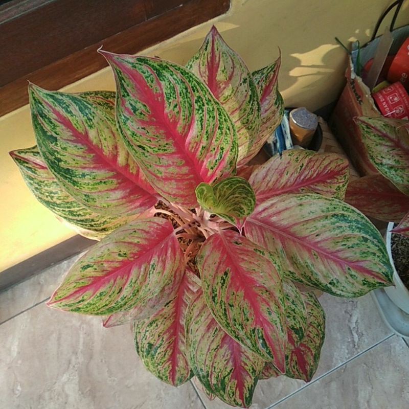 Aglonema Red Borju Mutasi Jumbo