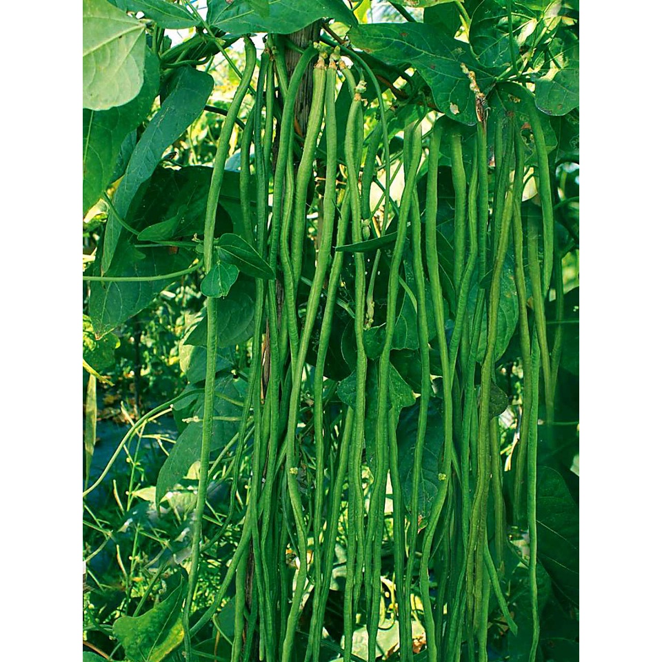 VICTORY SEED 10 Benih Biji Kacang Panjang Hijau Green Asparagus Cowpea Chinese Snake Bodi In Nepal Bora Long Bean Beans Yardlong Vigna Unguiculata-3