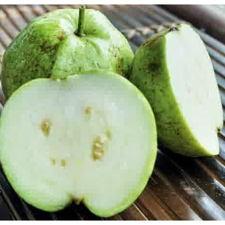 Bibit Jambu Biji Siumik Pala Cangkok