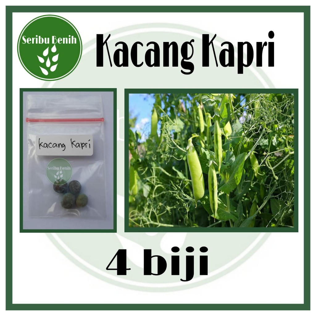 4 Bibit Kacang Kapri Taichung No 11 Known You Seed - Bibit Tanaman Sayur Repack [ SERIBU ]