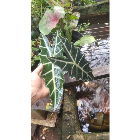 alokasia amazon /alokasia tengkorak