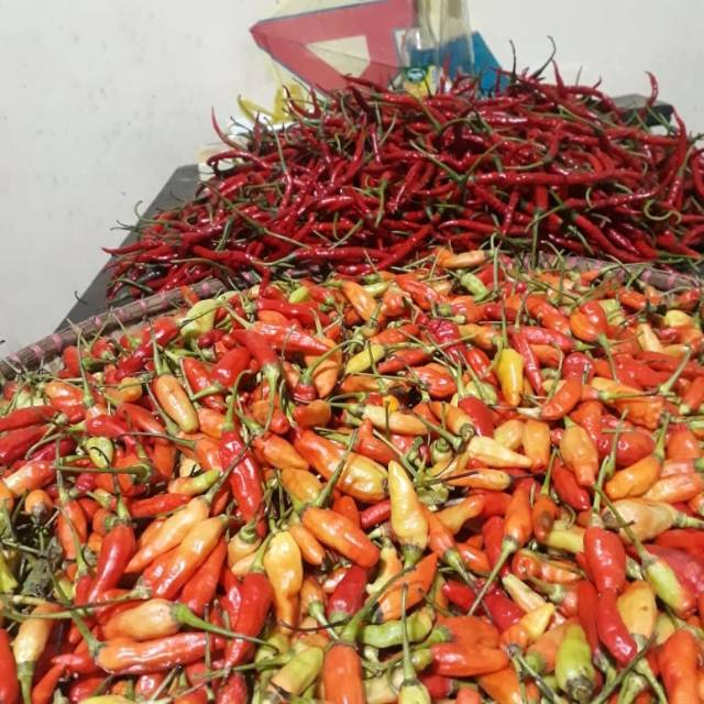 

Cabe rawit merah super pedas