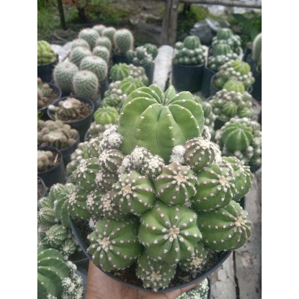 kaktus echinopsis inermis ukuran jumbo/kaktus ownroot/kaktus murah