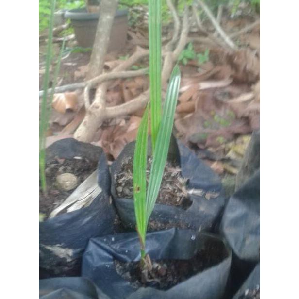 diskon bibit pohon kurma / kurma azwa (ajwah) / kurma betina jual