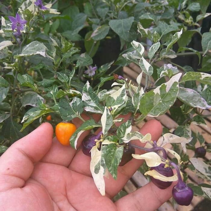 Benih Bibit Biji - Cabai Golden Nugget (Variegata) Pepper Seeds