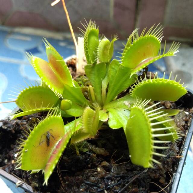 Venus Fly Trap