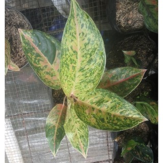 Aglaonema aglonema  suksom jaipong Shopee Indonesia