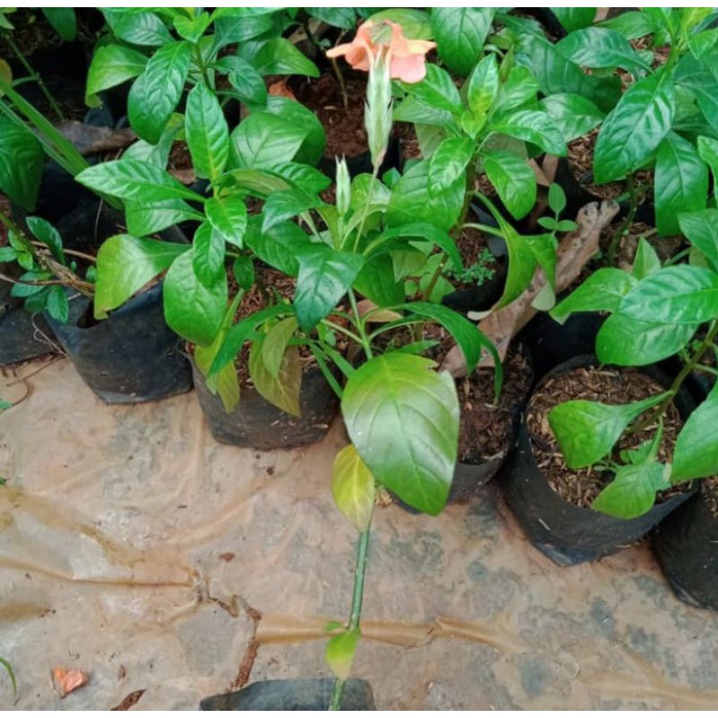 tanaman crosandra/pohon hias rosandra