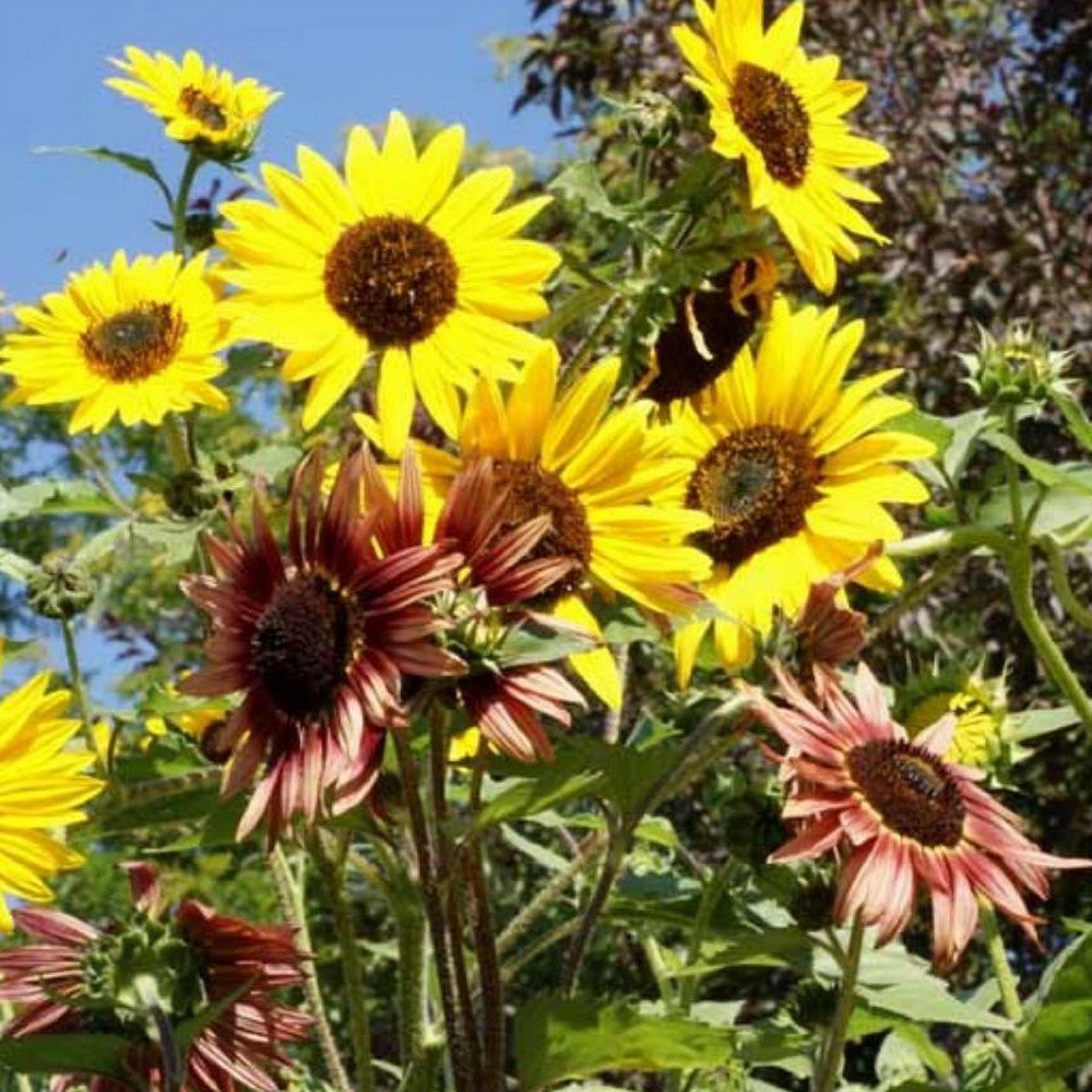 PlantaSeed - 10 Seeds - Sunflower All Sorts Mixture Biji - PAS0245