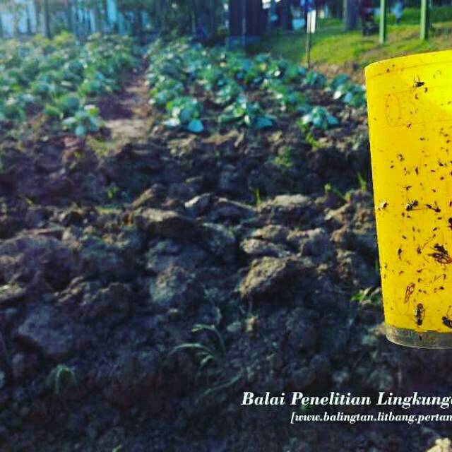 Yellow trap likat kuning perangkap hama tanaman termurah