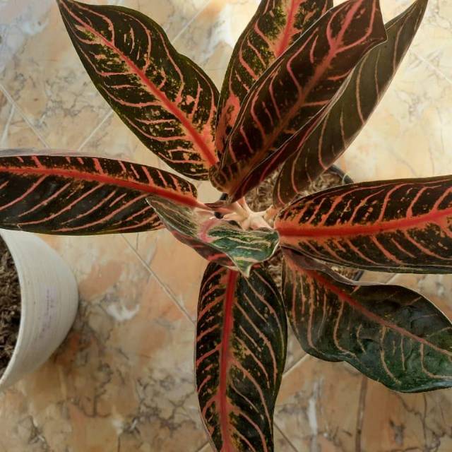 aglonema red sumatra