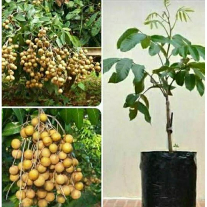 

klengkeng aruma duren