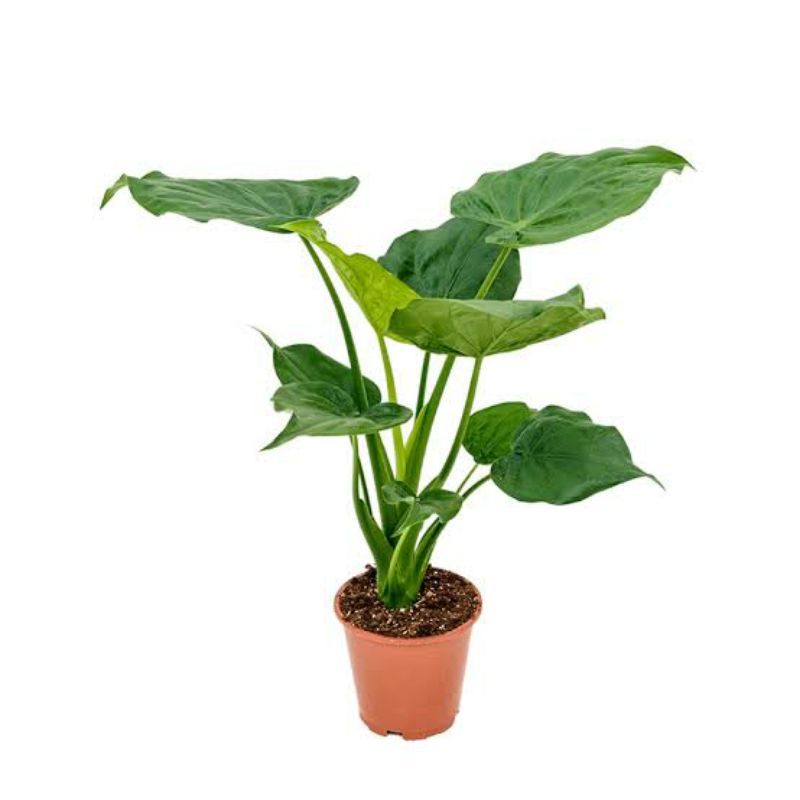 Tanaman Hias Alokasia | Alocasia Cuculata | Talas Cina | Daun Hati