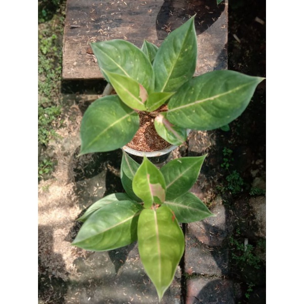 AGLONEMA GOLDEN SIAM