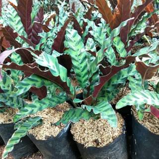 Tanaman hias calathea bulu ayam tanaman hias calathea Tanaman hias calathea bulu ayam tanaman hias calathea