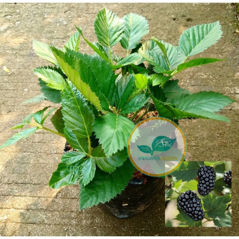 Bibit tanaman blackberry/Pohon buah blackberry