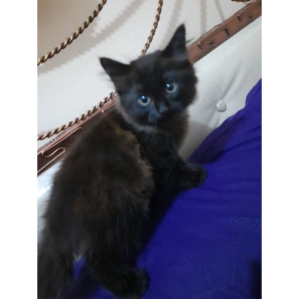 kucing mix norwegian 4bulan bulu kapas