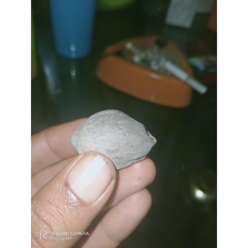 muncang Adu Panjangan Jenis Anak Wadas