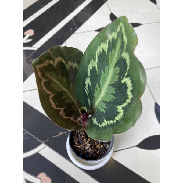 Calathea Picta Royale