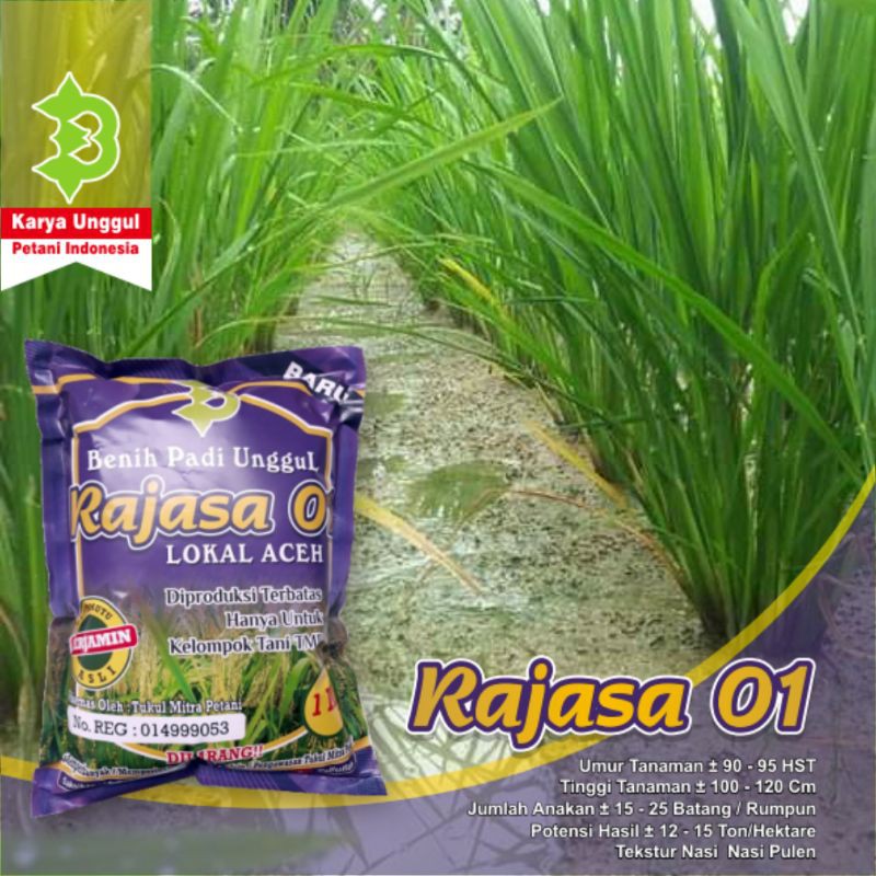 Benih Padi Rajasa 01-6