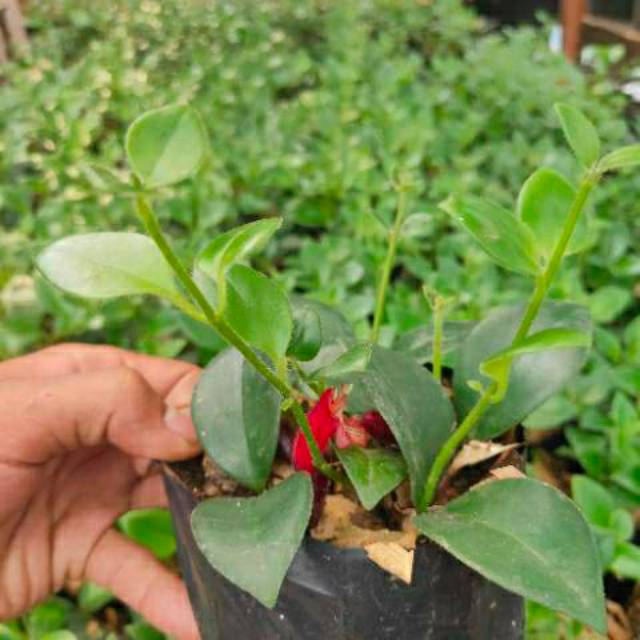 - Tanaman hias gantung bunga lipstick - tanaman gantung bunga lipstick