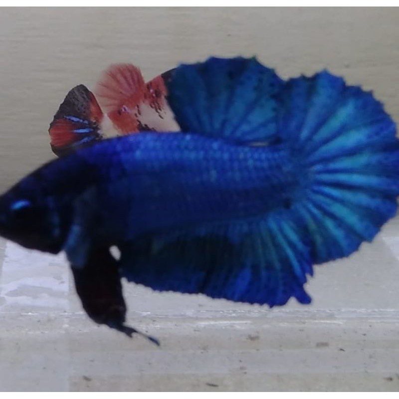 Cupang Avatar blue line