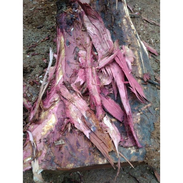 

Kulit Pohon Mahoni Kulit akar kayu mahoni segar obat herbal 500grm