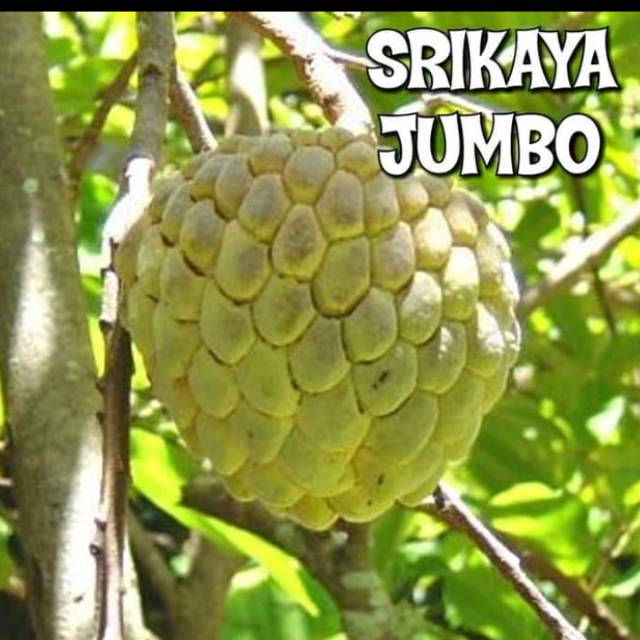 Bibit srikaya jumbo