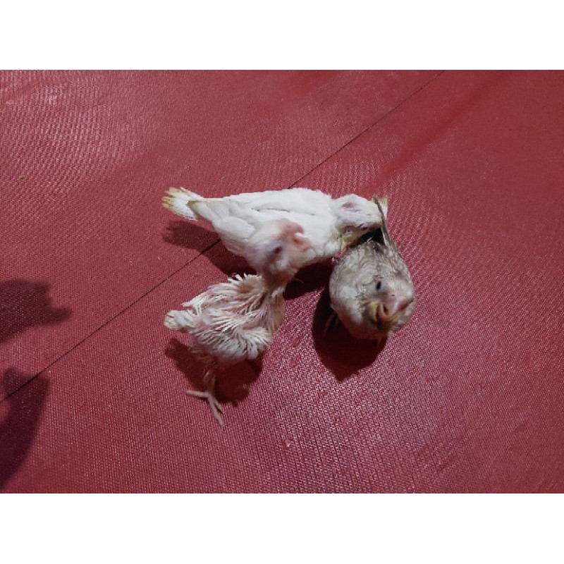 burung falk lolohan/parkit australi