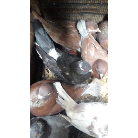 

Burung dara buat pelepasan dan buat konsumsi 1ekor