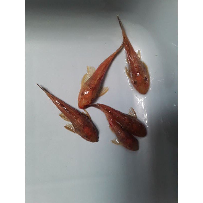 ikan sapu sapu albino