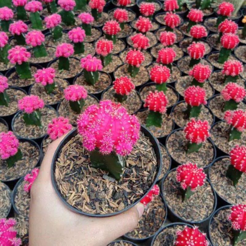 Kaktus Gymino import thailand