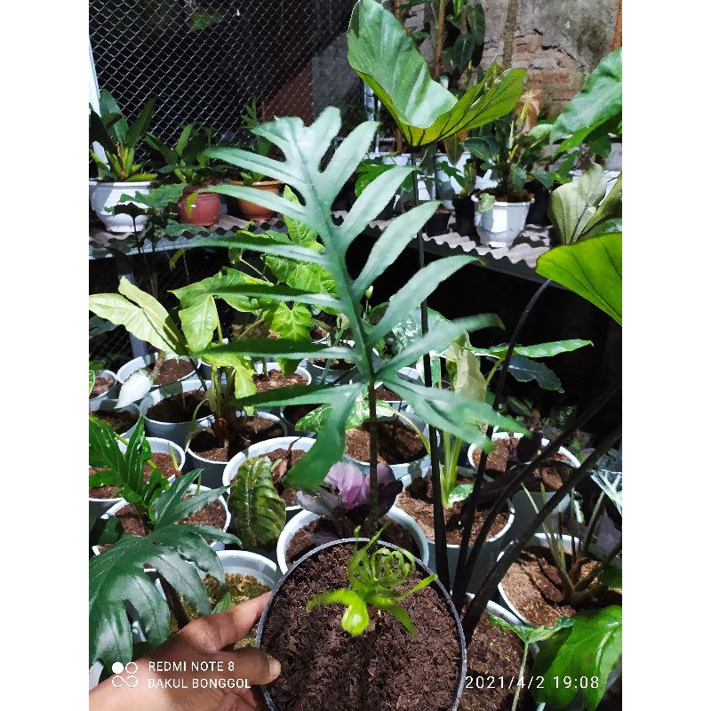 ALOKASIA BERENCIFOLIA SP PAPUA