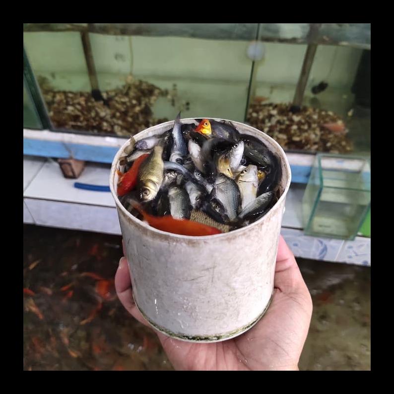 UPDATE HIASAN AQUARIUM UMPAN PREDATOR ANAKAN IKAN MAS LITERAN ALAT PANCING MURAH TERLENGKAP AL3