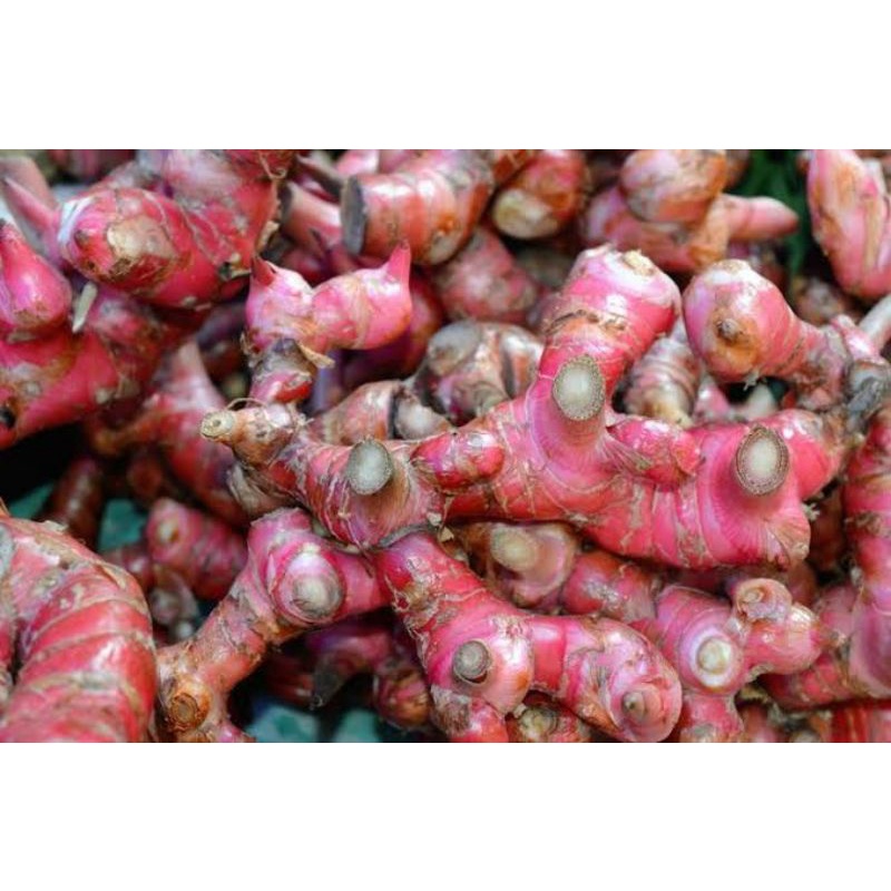 

JAHE MERAH (Zingiber Officinale Varietas Rubrum)