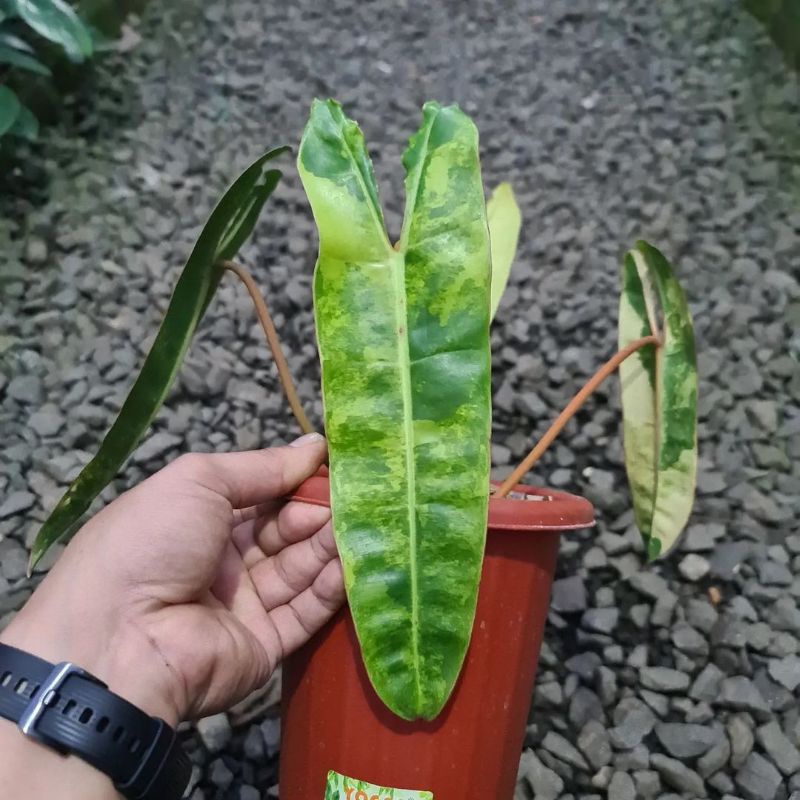 tanaman bonggol kabel busi varigata no nipuh nipuh