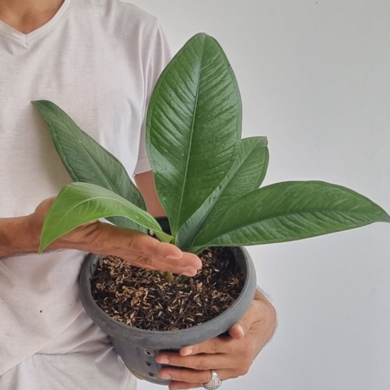 Tanaman Anthurium Levis II Jeruk II Oxycarpum SP II Foto Asli Tanaman Yang Dikirim