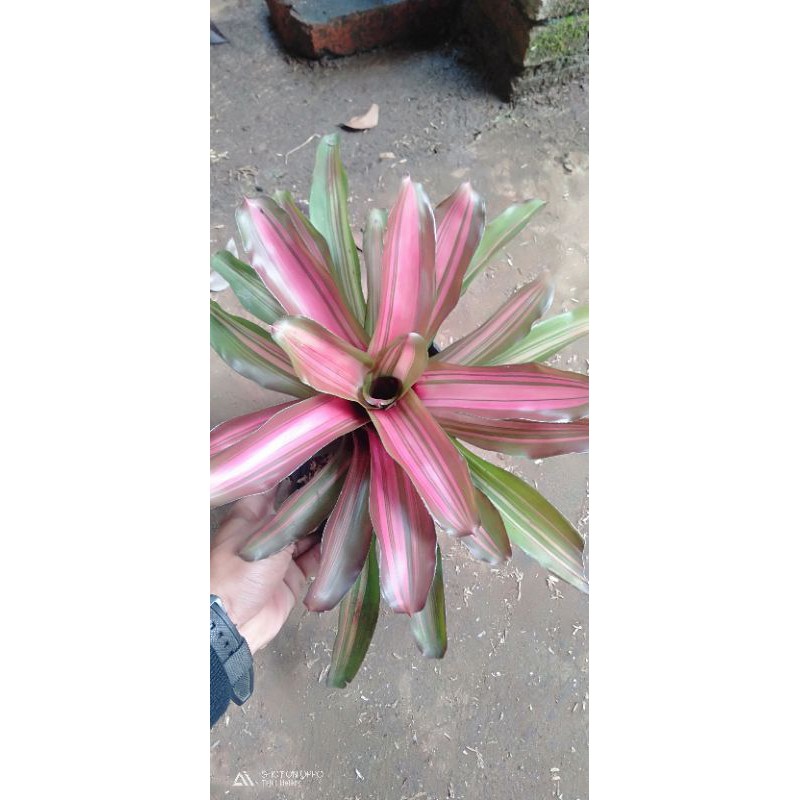 Bromelia mawar - Tanaman hias bromelia mawar
