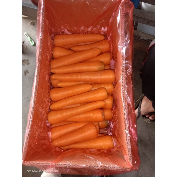 

wortel import/fresh carrot