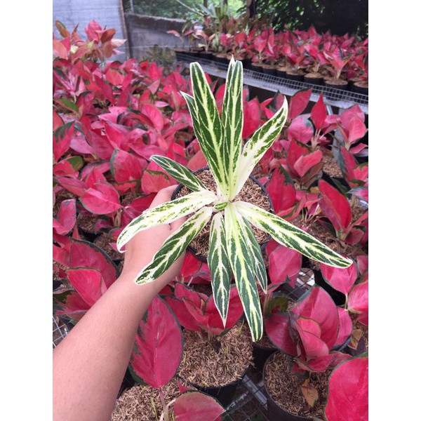 SALE Bonggolan Aglonema Bambu PETANI AGLONEMA