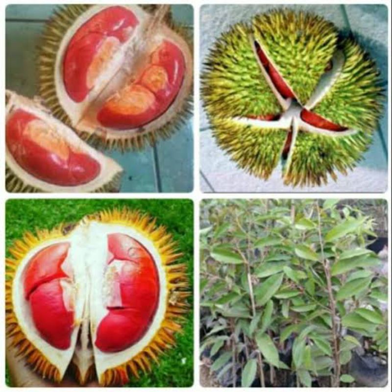 Bibit durian merah