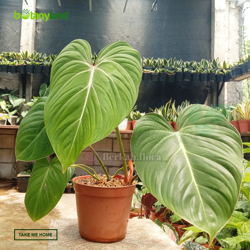 Tanaman Hias Philodendron Gloriosum - Philo Gloriosum - Gloriosum - Tanaman Koleksi Aroid - Philoden