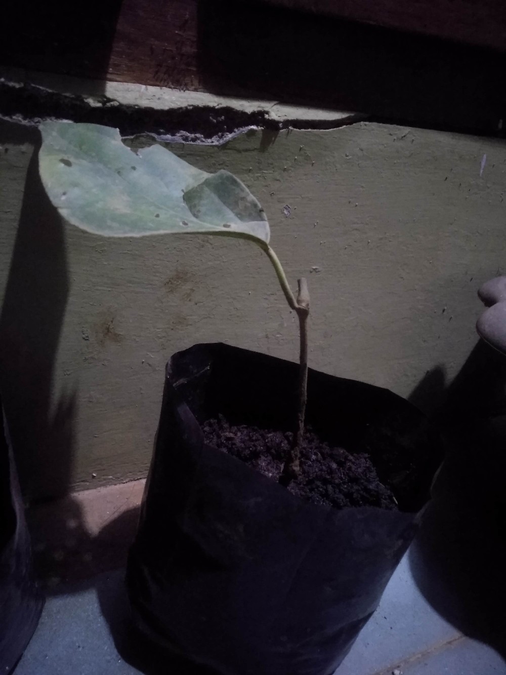 Promo Bibit Tanaman Lada Perdu Unggul Murah