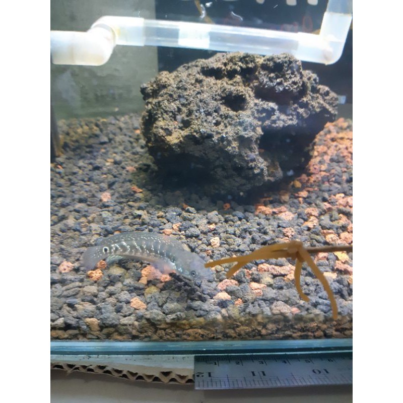 

channa asiatica rsws