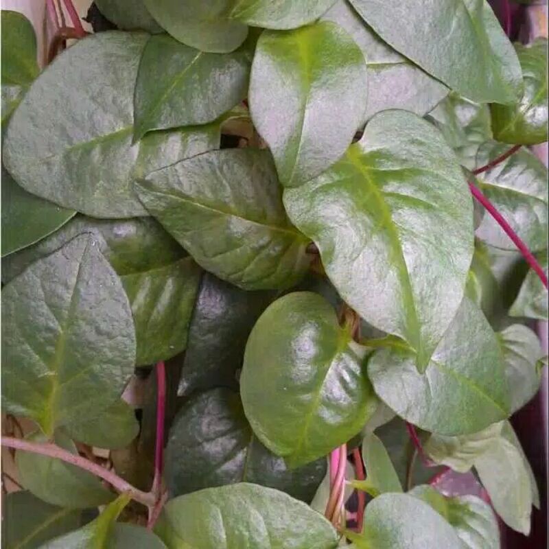 

100 lembar Daun Binahong Merah Segar