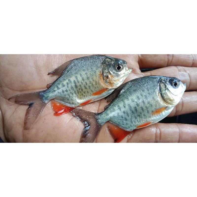 BiBiT ikan Bawal size7-8 BiBiT ikan air tawar