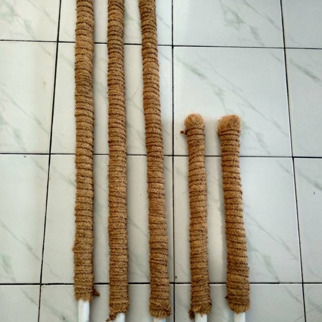 Batang rambatan tanaman 50cm