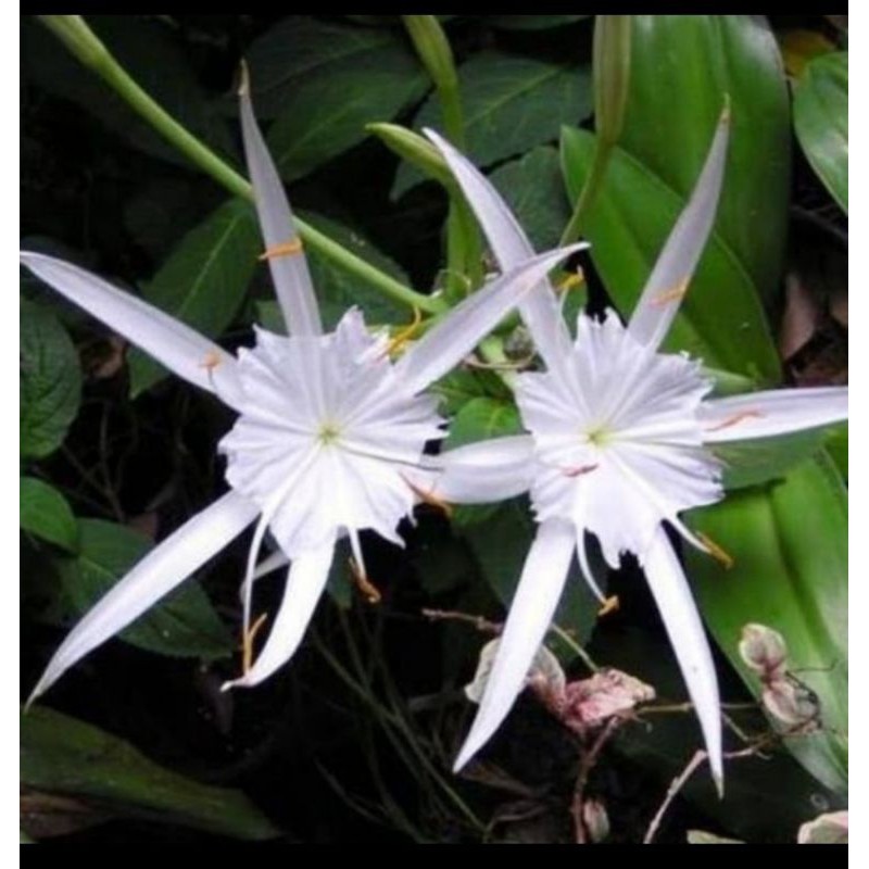 Tanaman Hias Amarilys Bakung Bunga Putih Hymenocallis Caroniliana