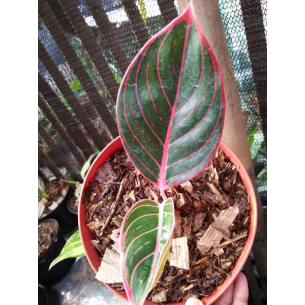 aglaonema kanza
