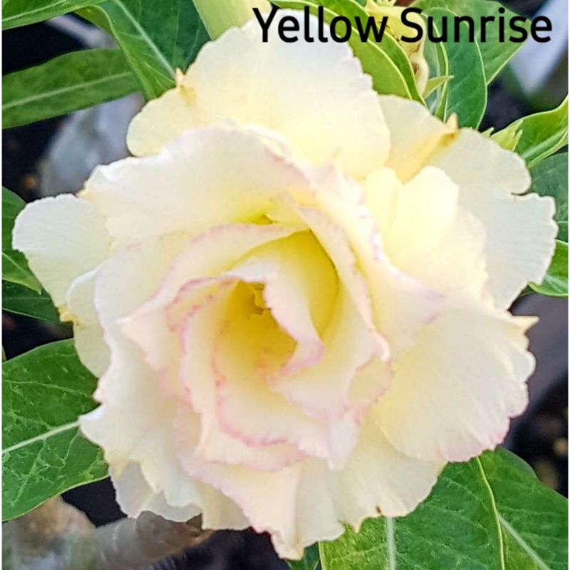 ADENIUM GRAFTING BUNGA TUMPUK / KAMBOJA JEPANG